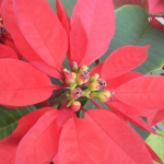 poinsetia