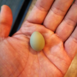 小さい卵