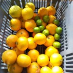 柑橘収穫