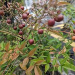10月9日写真