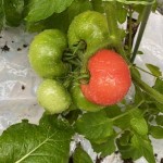 雨中のトマト