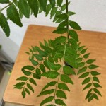 サンショウ