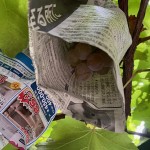 ブドウ熟れかけ