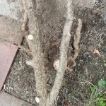 サンショウの木