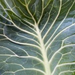 キャベツの葉