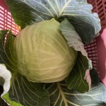 キャベツ